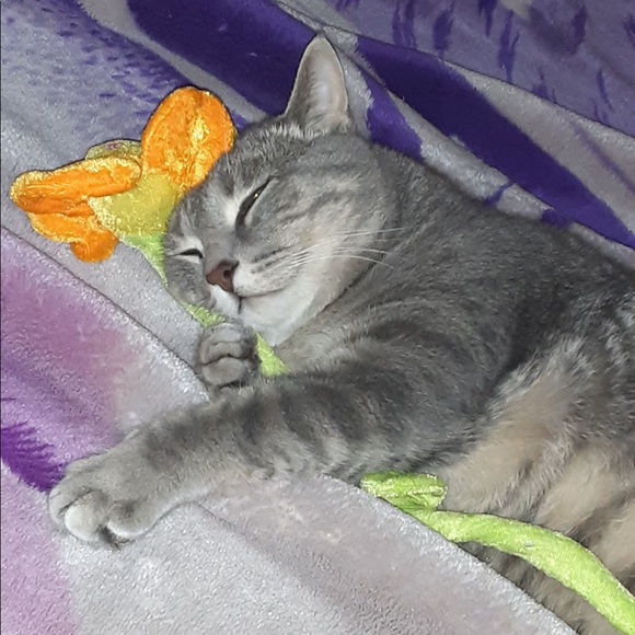 georgiacampb875